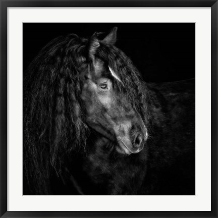 Framed Equine Portrait IX Print