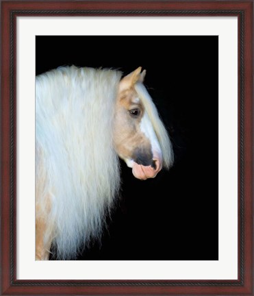 Framed Equine Portrait VIII Print