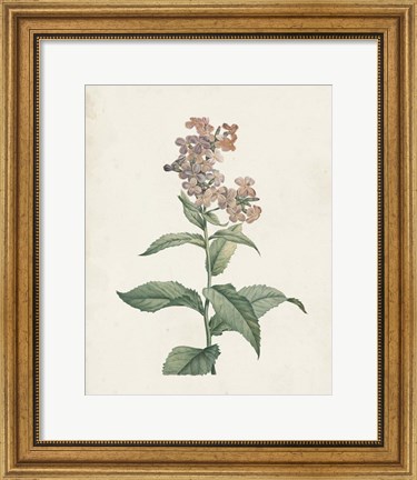 Framed Classic Botanicals II Print