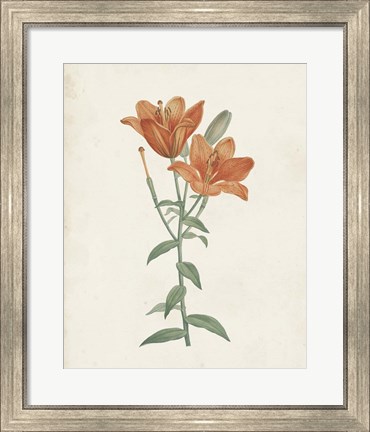 Framed Classic Botanicals V Print