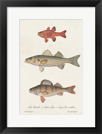 Framed Species of Antique Fish II Print