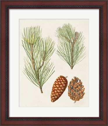 Framed Antique Pine Cones I Print