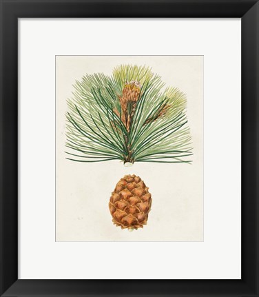 Framed Antique Pine Cones II Print