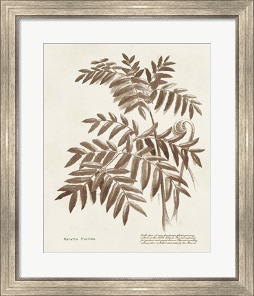 Framed Sepia Fern Varieties II Print