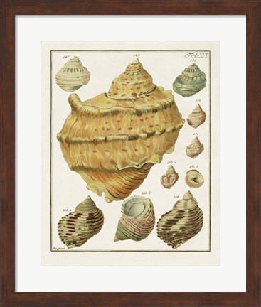 Framed Pastel Shell Pair I Print