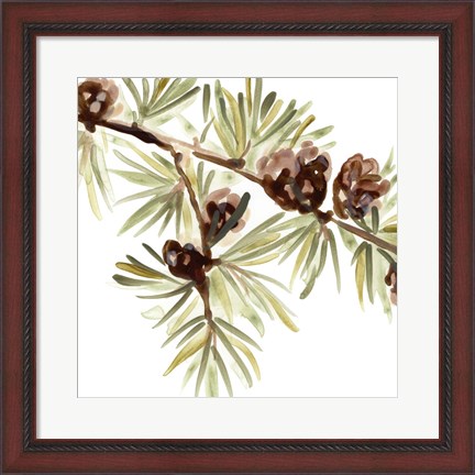 Framed Simple Pine Cone III Print