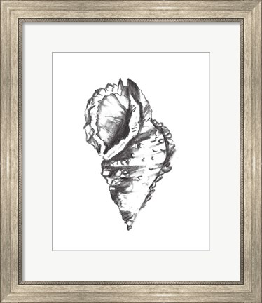 Framed Seashell Study I Print