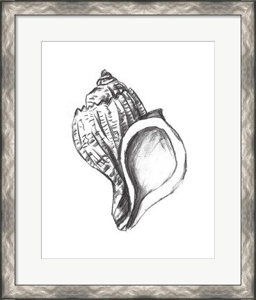 Framed Seashell Study II Print