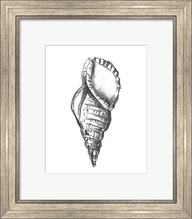 Framed Seashell Study III Print