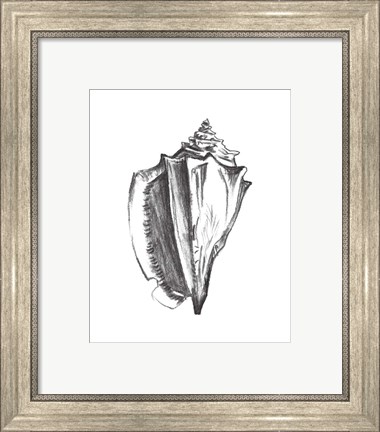 Framed Seashell Study IV Print