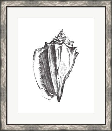 Framed Seashell Study IV Print