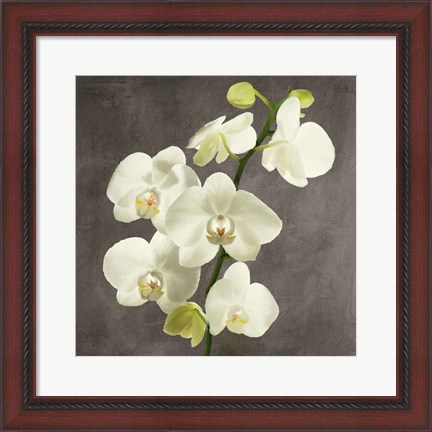 Framed Orchids on Grey Background II Print