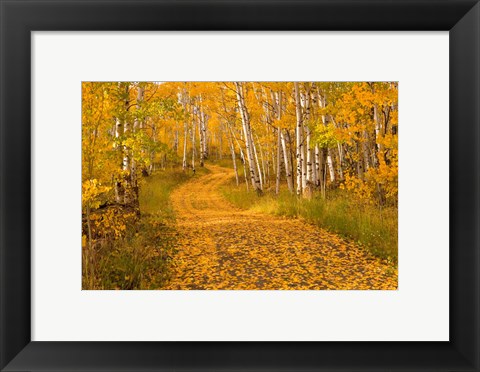 Framed Aspen Tree Trunks Print