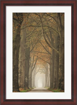 Framed Beech Lined Road Print