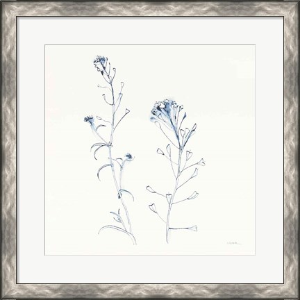 Framed Shepherds Purse Stems II Blue Print