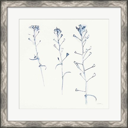 Framed Shepherds Purse Stems I Blue Print