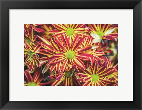 Framed Floral Pop VI Print