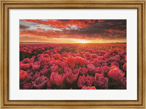 Framed Tulip Magnificence Print