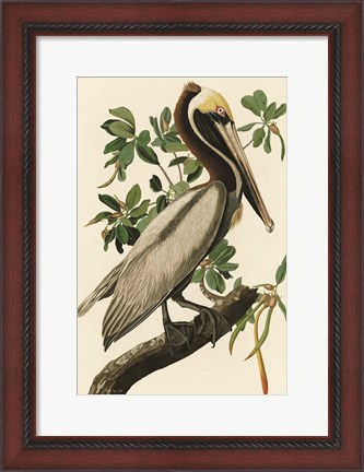 Framed Audubon Brown Pelican Print