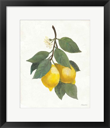 Framed Lemon Branch II Print