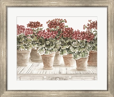 Framed Potted Geranium Mix III Print