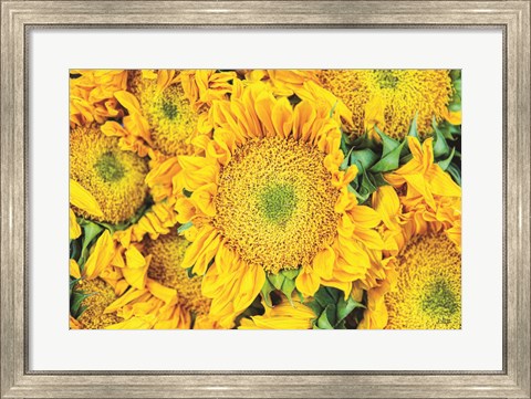 Framed Sunflower Summer Print