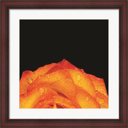 Framed Orange Petals Print