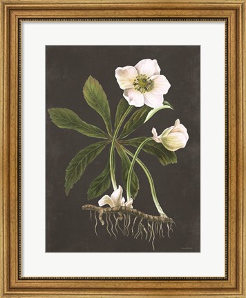 Framed Hellebore Print