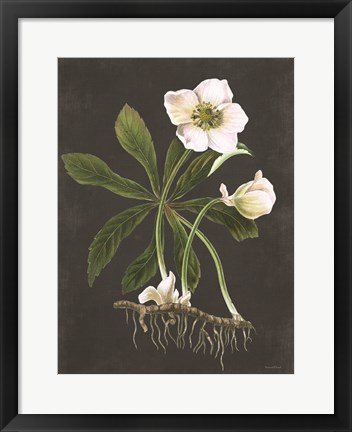 Framed Hellebore Print