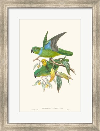 Framed Lime &amp; Cerulean Parrots II Print