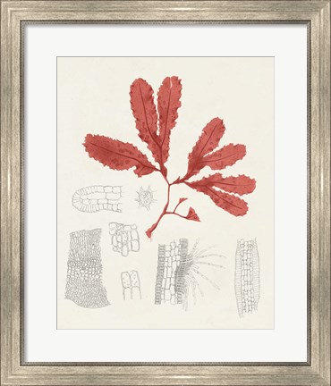 Framed Vintage Coral Study II Print