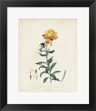 Framed Traditional Botanical III Print