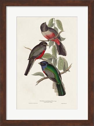 Framed Elegant Trogons V Print