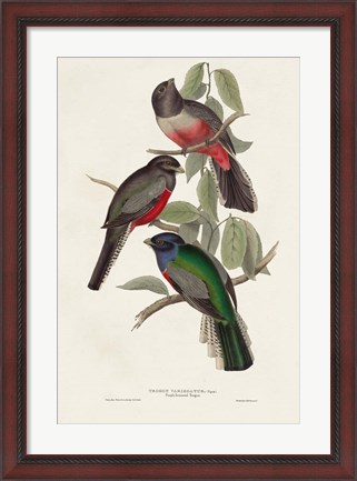 Framed Elegant Trogons V Print