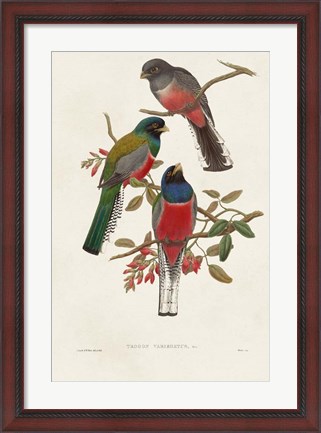 Framed Elegant Trogons IX Print