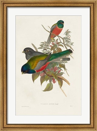 Framed Elegant Trogons VII Print