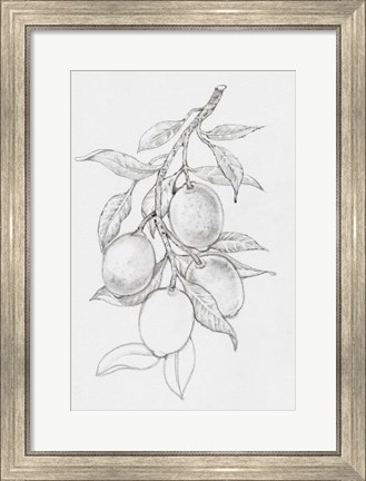 Framed Fruit-Bearing Branch I Print