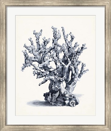 Framed Blue Antique Coral II Print