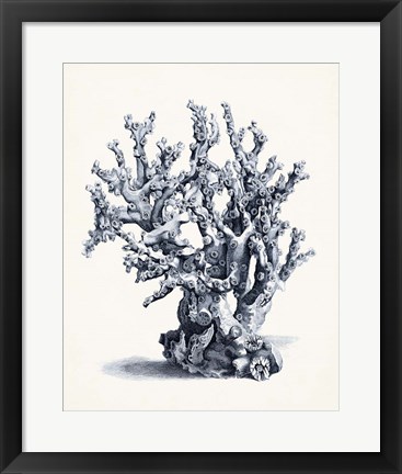 Framed Blue Antique Coral II Print