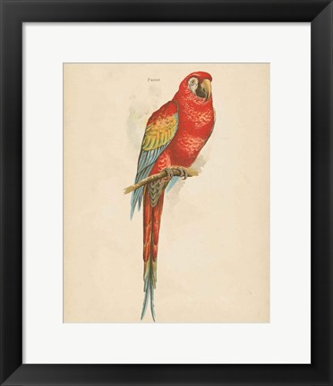 Framed Parrot Study Print