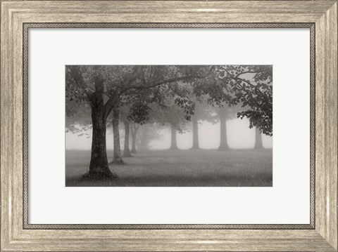 Framed Trees In Early Autumn Print