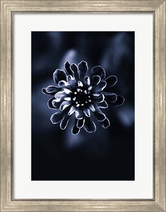 Framed Flower Bloom 2 Print