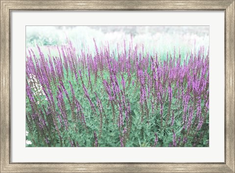 Framed Lavender Garden Print