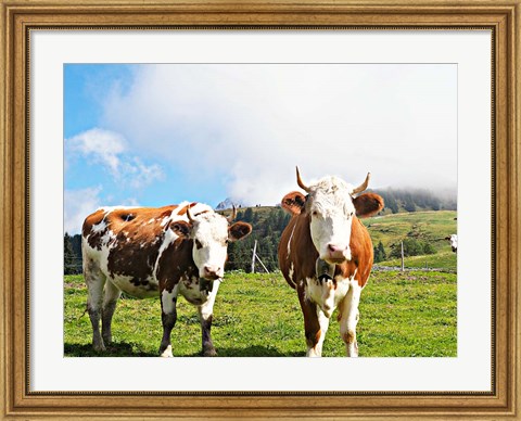 Framed Country Cows Print