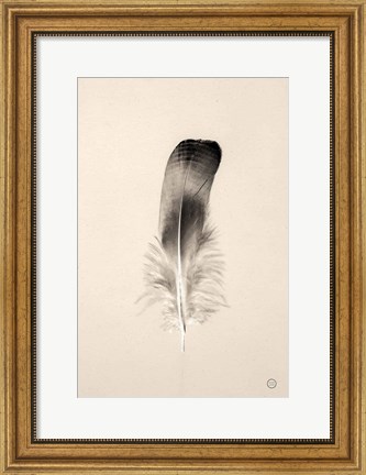 Framed Floating Feathers IV Sepia Print