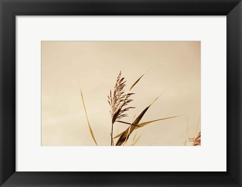 Framed Summer Reeds II Print