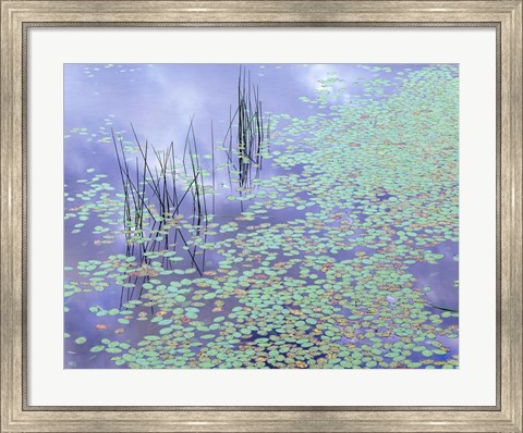 Framed Damselfly and Lily Pads Print