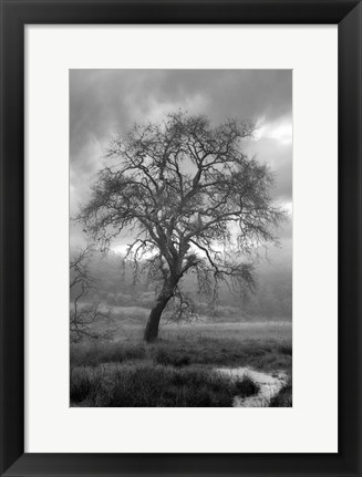 Framed Coastal Oak Series No. 13 Print