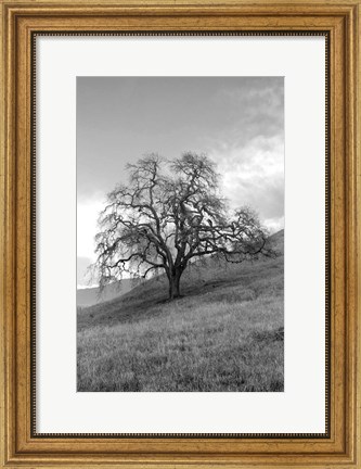 Framed Coastal Oak Series No. 17 Print