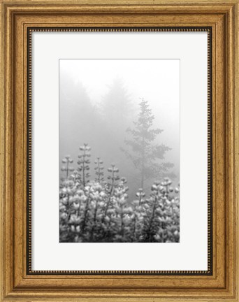 Framed Coastal Oak Series No. 53 Print